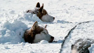 8 собак были брошены на полярной станции, но вернувшись через полгода никто не ожидал увидеть это