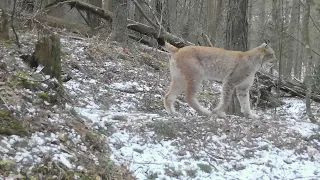 Голос рыси / Voice of lynx / Lūšies balsas