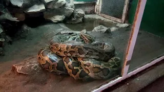 Anaconda și alți șerpi la ZOO Târgu Mureș