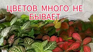 🌿Обзор комнатных растений/Часть 2🌿