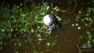 Брачная песня монгольской жабы