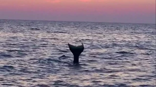 Real Life Mermaid Melissa footage moonlit ocean beach waves at sunset