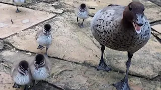 Meeting new wild ducklings for the first time! Including footage of them swimming at 4am!