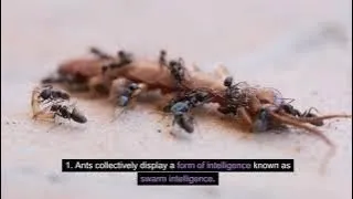 "The Incredible World of Ants: Nature's Tiny Engineers"