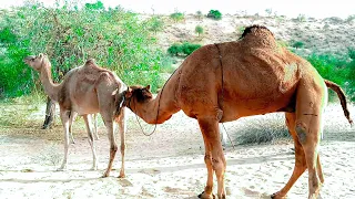 The male camel is checking. The female camels are both in love || Camel by Thar