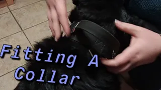 How To Properly Fit A Dog Collar