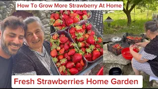 How To Make More Strawberry | Hauser Mom Have Some Fresh Strawberry For Hauser Mama Maria Is Best