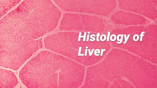 Histology of Liver