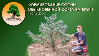 Формирование сосны обыкновенной Ватерери