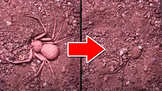 This Spider Can Bury Itself in Seconds