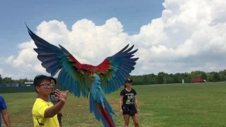 Affinity Flight: Free Flying Parrots in Singapore