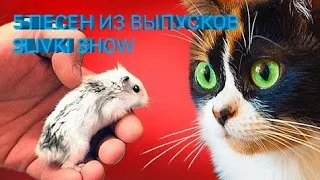 5 ПЕСЕН КОТОРЫЕ ИСПОЛЬЗУЕТ SLIVKI SHOW