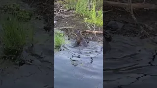 Alligator attacks kid fishing 😱🎣 #shorts #fishing