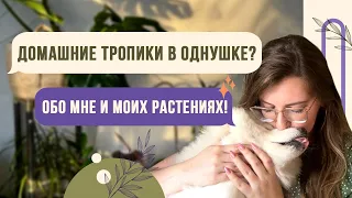 ТРОПИКИ В ОДНУШКЕ/URBAN JUNGLE. Обо мне и обзор моих растений (монстера, сингониум, калатея и др)