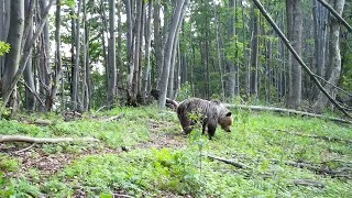 Príbeh Fatranského chodníka-(Veľká Fatra zábery z fotopasce)