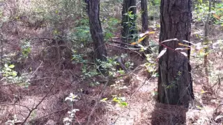 Biggest Diamondback Rattlesnake I've Ever Seen!