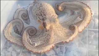 Caught a little octopus BY HANDS
