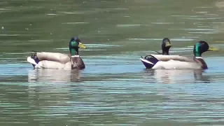 Birds on the lake. Pigeon, mallards, grebes