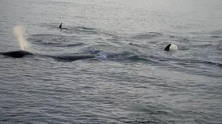 Касатки нападают на кита в Охотском море, мыс Врангеля