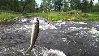 Хариус в августе. Уловистая мушка.