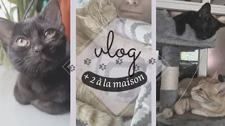 VLOG • j'adopte un chaton et je retrouve mon chat disparu après plus d'un an