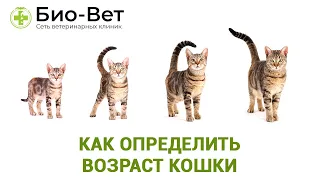 Как определить возраст кошки // Сеть Ветклиник Био-Вет