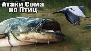 Рыбалка🎣 ЗРЕЛИЩНЫЕ, БЕСПОЩАДНЫЕ АТАКИ Больших Гигантских СОМОВ на ПТИЦ🕊️ Крупным планом.