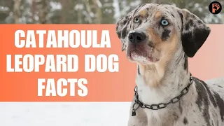 Catahoula Leopard Dog - TOP 9 Interesting Facts