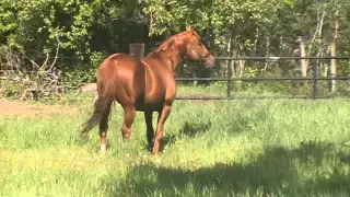 Leohelper sire Akado