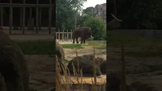 Прогулка с женой ❤️🥰😻. Зоопарк. Киев Украина