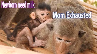 Pity..!! Mom Loya sleep by exhausted after gave birth, Cute baby Lowa no power yet hungry need milk