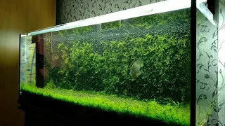 Задний фон аквариума из мха/Moss aquarium background