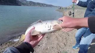 оз. Азат. САЗАНЫ приятно радуют!!! Рыбалка в Армении.