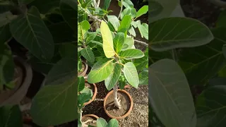 Ficus benghalensis,  banyan fig,Indian banyan, Vata, Moraceae, Panchavalkala, vatapournima