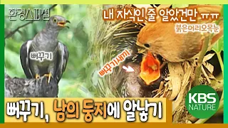 남의 둥지에서 태어난 뻐꾸기 새끼 생존전략 [환경스페셜-야생의 생존전략, 탁란] / KBS 20050928 방송