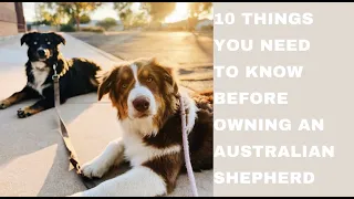 10 THINGS YOU NEED TO KNOW ABOUT AUSTRALIAN SHEPHERDS