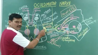 Oculomotor Nerve