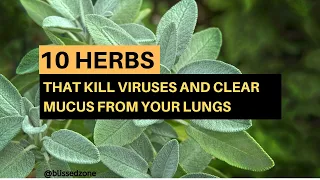 10 Herbs That Kill Viruses and Clear Mucus from Your Lungs | Blissed Zone