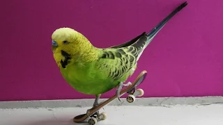 Parrots and fun! Funny parrots have fun and skateboarding!