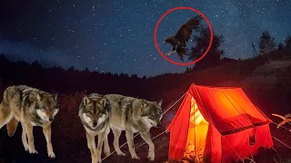 Оголодавший волк ворвался в лагерь, чтобы как следует поживиться, но его ждал сюрприз