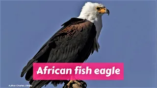 African fish eagle (Haliaeetus vocifer)