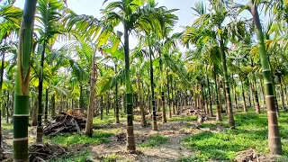 #betelnut #farming // Pisa goi bagan //  ||MANIKA GOYARY||