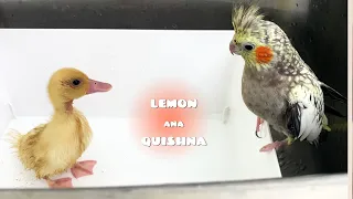 Ducklings show Cockatiels How to Swim