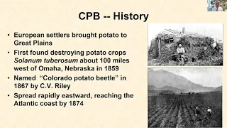 Colorado Potato Beetle