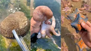 Catching Seafood 🦑🦀 Deep Sea Octopus Catch Fish,Catch Shark   Tik Tok #5