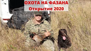 ОХОТА НА ФАЗАНА 2020. ОТКРЫТИЕ