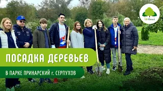 Посадка деревьев на День Города Серпухов в парке Принарский