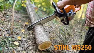 Stihl MS250 Motorlu Testere Odun Kesimi / Kış Hazırlıkları