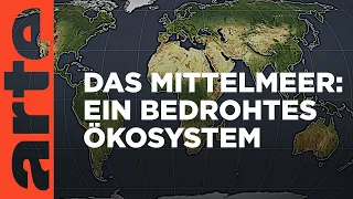 Das Mittelmeer: Ein bedrohtes Ökosystem | Mit offenen Karten | ARTE