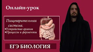 Пищеварительная система + Витамины |ЕГЭ БИОЛОГИЯ|Freedom|